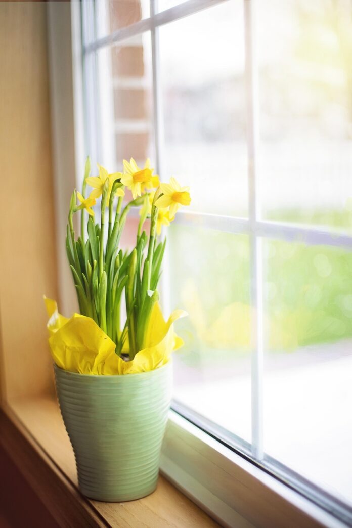 jillwellington-daffodils-1316128_1280